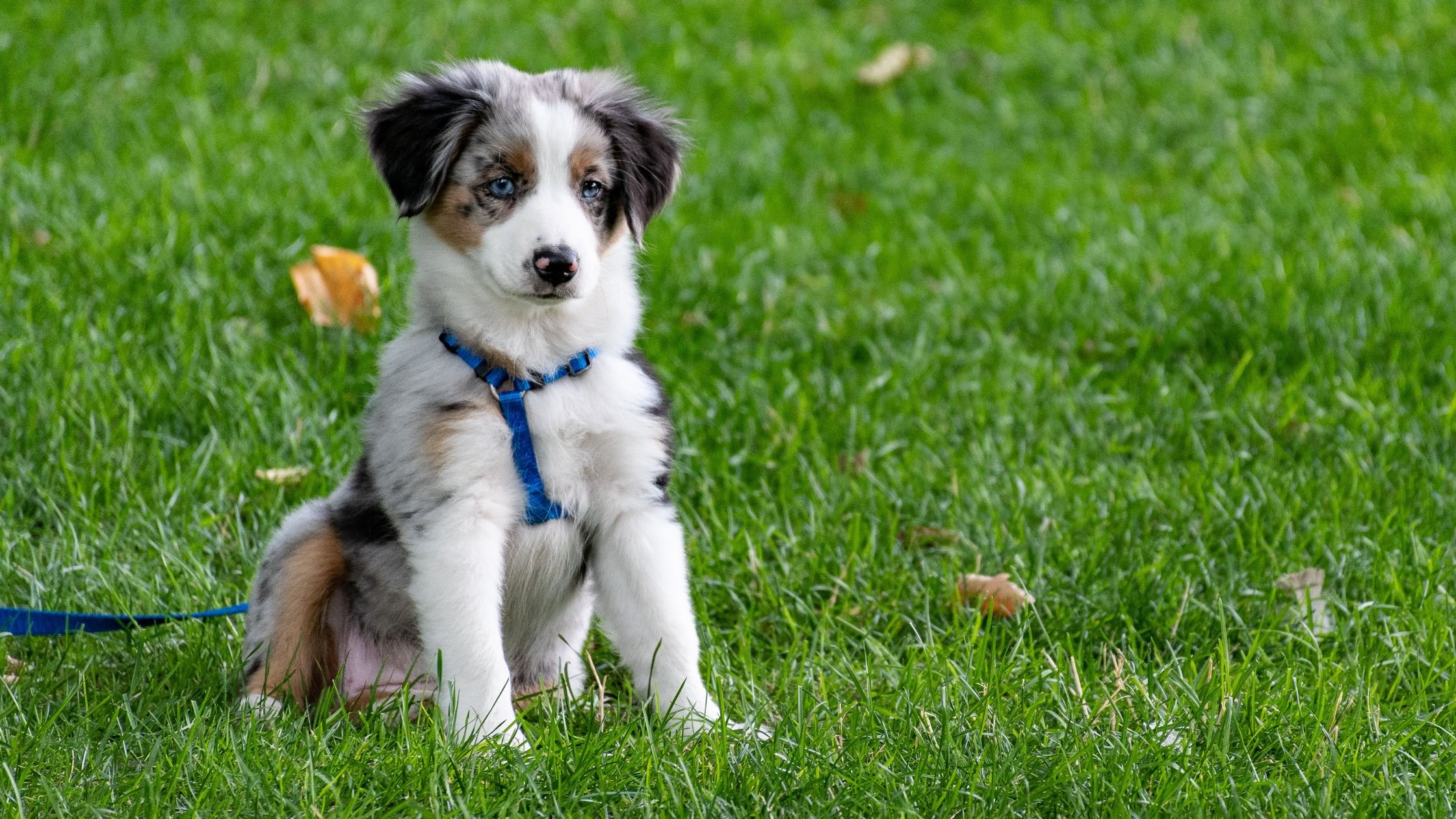 pets at home in Nocatee